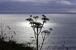 Cornwall 2018 08 12 20 13 30 DxO