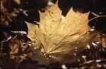 Herbst Winter 2001 001
