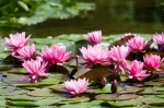 Luisenpark 2024 06 23 15 51 34