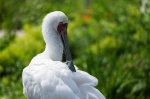 Luisenpark 2024 06 23 16 02 14