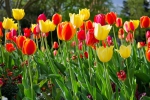 Luisenpark 2025 04 13 15 24 45