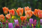 Luisenpark 2025 04 13 15 30 30