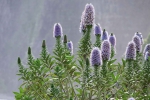 Madeira 2025 03 06 11 44 11