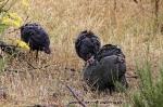 Suedafrika 2017 11 20 16 06 14 DxO