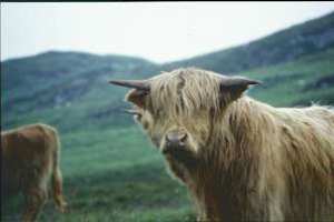1996 - Schottland